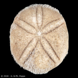 Echinolampas ovata – Echinology