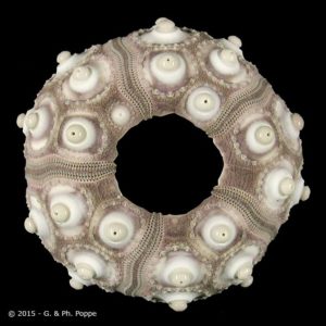 Goniocidaris spinosa　ウニ　標本 Goniocidaris spinosa – Echinology
